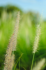 Fototapeta premium grass are blurred green background from nature.