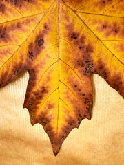 Autumn leaf maple./
Yellow brown maple leaf.