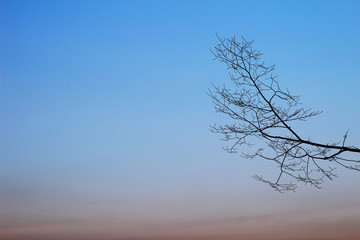Fototapeta na wymiar Branch trees silhouettes against sunset background