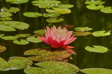 Pink waterlily or lotus flower Marlicia Roza with huge leaves in the pond. Nymphea is reflected in the water. Close-up. Nature concept for design