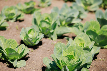 Gardenbed with harvest of cabbage, autumn in the garden