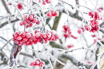 Frozen viburnum under the snow. First snow