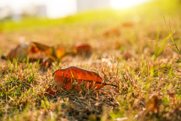 Early morning and late autumn deciduous lawn