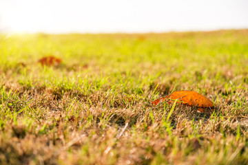 Early morning and late autumn deciduous lawn