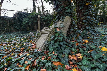 two tombstones overgrown with ivy