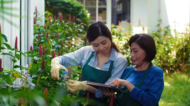 Mature Asian female gardener and her younger colleague watching video on digital tablet and learning how to trim Costus plants with pruner  