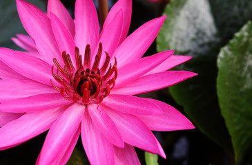 Pink lotus in the garden