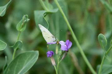 Cabbage White Butterfly on Violet Cabbage Flowers