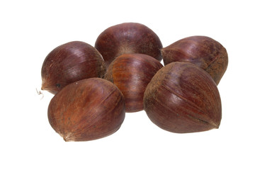 chestnut isolated on white background