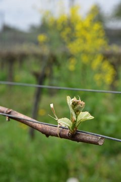 Weinrebe Geschein Austrieb (Vitis Vinifera)