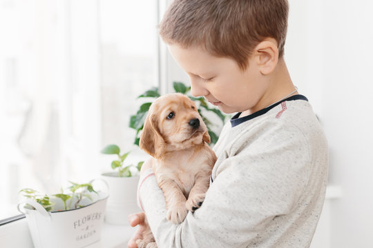 Caucasian boy holding english cocker spaniel puppy