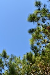 low angle view tree and sky