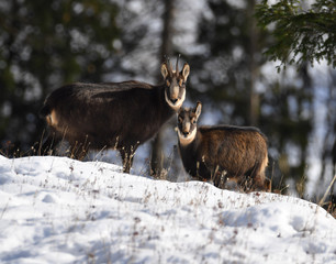 G&auml;msen im Winter