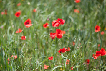 Fototapeta premium Zbliżenie pole maku
