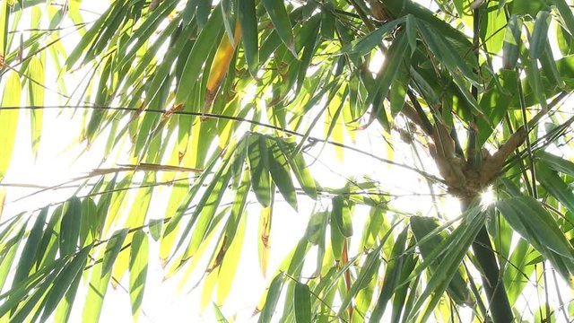 Bamboo  leaves with sunlight in Chiangmai Thailand
