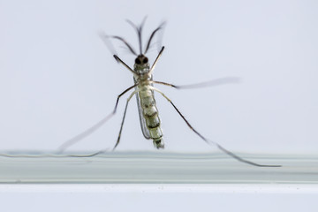 Mosquito (Mosquito Larva) in the order Diptera, Anopheles sp. (Mosquito Larva) in the water for education.