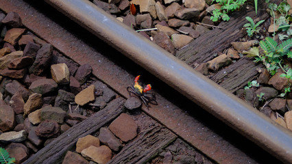 線路と蟹