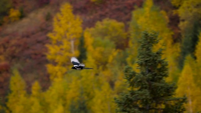 Schwalbe im Herbst