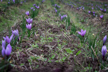 Flowers of saffron after collection. Crocus sativus, commonly known as the "saffron crocus"
