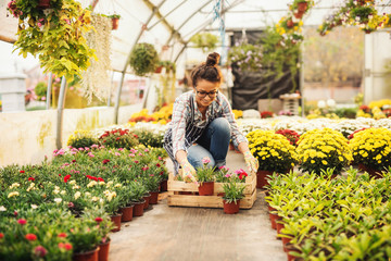 Smiling female florist putting flowers in crate while kneeling in greenhouse. Flowers in pots all...