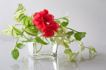 Bouquet of red colors in green leaves in a glass vase on a white background with reflection in a table.