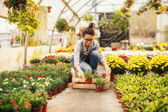Smiling female florist putting flowers in crate while kneeling in greenhouse. Flowers in pots all around.