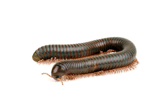 gr&uuml;ner Schn&uuml;rf&uuml;sser - green millipede
