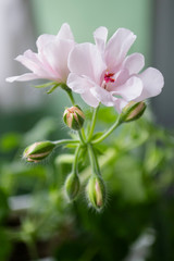 Gentle-pink flower of a geranium close up.