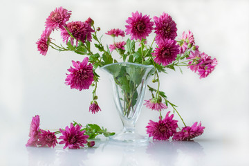 Bouquet of pink chrysanthemums in green leaves in a glass vase on a white background with reflection in a table.