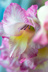 Gentle-pink flower of a gladiolus close up.