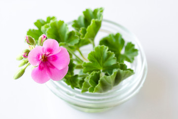 Bouquet gentle-pink geraniums in green leaves in a glass vase on a white background with reflection in a table.