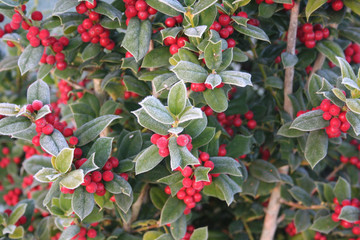 Frost on Holly branch with ripe red berries. Ilex cornuta bush in winter. Christmas or winter background with selective focus
