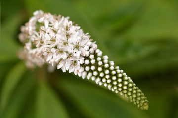Gooseneck loosestrife