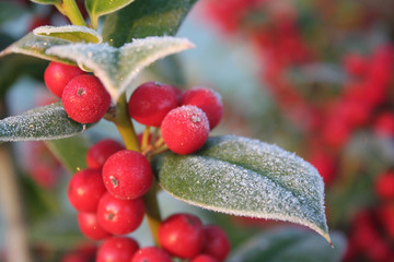 Frost on Holly branch with ripe red berries. Ilex cornuta bush in winter. Christmas or winter...