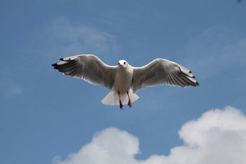 Mouette