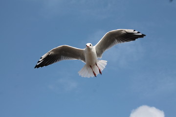 mouette