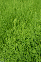 Common horsetail