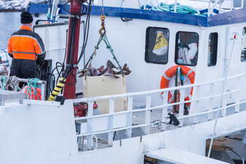 Fisherman unloading his catch of the day in harbor