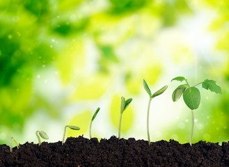 Growth of new life on  background