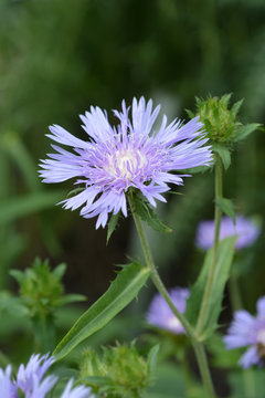 Stokes aster