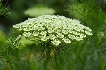 Toothpick bullwort Blutenball