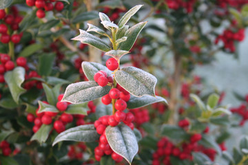 Frost on Holly branch with ripe red berries. Ilex cornuta bush in winter. Christmas or winter...