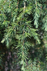 Deodar cedar