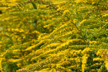 Tall goldenrod