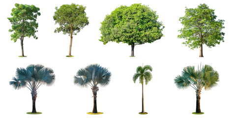 The collection of trees and high palm tree (Livistona Rotundifolia or fan palm.) isolated on white background.