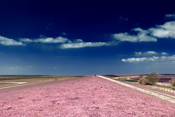 Beautiful fantasy infrared landscape with lots of purpel elements and a deep blue sky