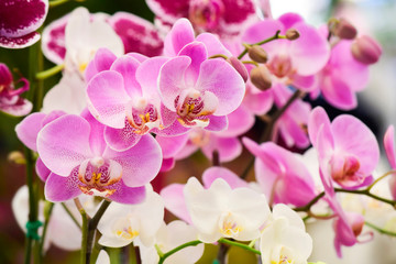 Naklejka na ściany i meble pink Phalaenopsis or Moth dendrobium Orchid flower in winter or spring day tropical garden Floral nature background.Selective focus.agriculture idea concept design with copy space add text.