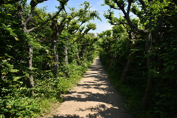 Castle and park Lysa nad Labem