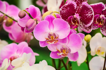 Obraz na płótnie Canvas pink Phalaenopsis or Moth dendrobium Orchid flower in winter or spring day tropical garden Floral nature background.Selective focus.agriculture idea concept design with copy space add text.