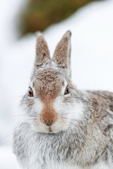 mountain hare (mountain rabbit) © jamie